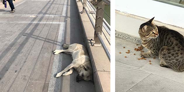 Kopek Antakya Gazetesi Antakya Nin Tarafsiz Haber Portali